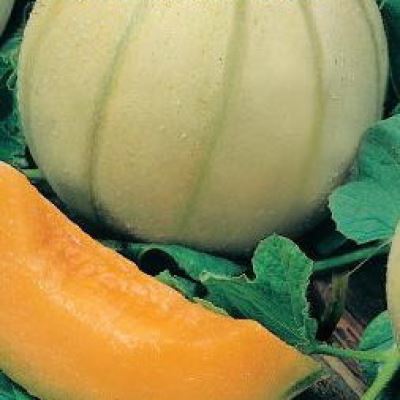 Дыня Ранняя Любовь, 0.5 г (Лучшая цена)