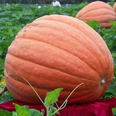 Тыква крупноплодная Небывалый размах, 2 г (Лучшая цена)
