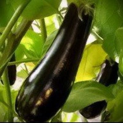 Баклажан Принц, 0.2 г (Лучшая цена)