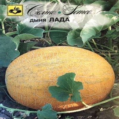 Дыня Лада, 10 шт семян (Лучшая цена)