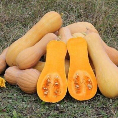 Тыква мускатная Жемчужина, 1 г (Лучшая цена)