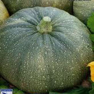 Тыква крупноплодная Лазурная (Лучшая цена)