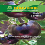 Томат Земба, 10 шт семян (Лучшая цена)