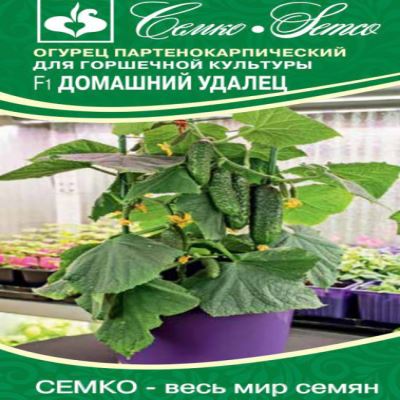 Огурец Домашний Удалец F1, 5 шт семян (Лучшая цена)
