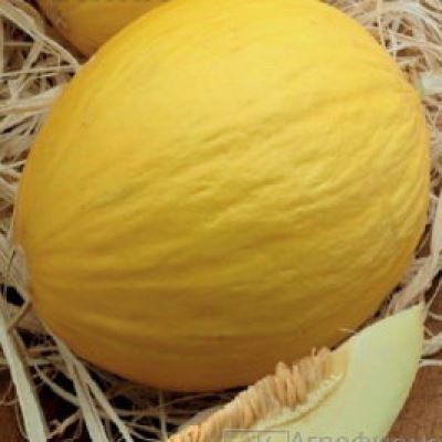 Дыня Алина (Лучшая цена)