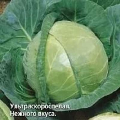 Капуста б/к Взрыв F1, 0.1 г (Лучшая цена)