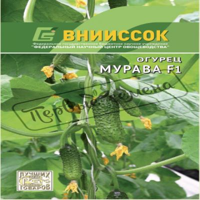 Огурец Мурава F1, 10 шт семян (Лучшая цена)